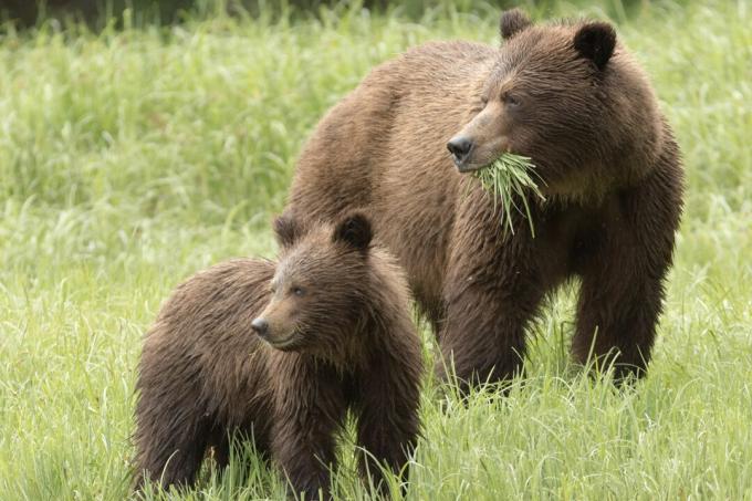 Medvede grizzly jesť trávu aj mäso.