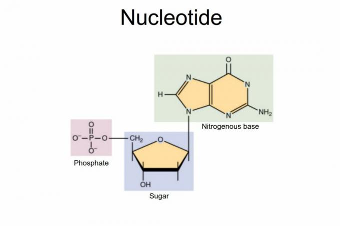 nukleotidov