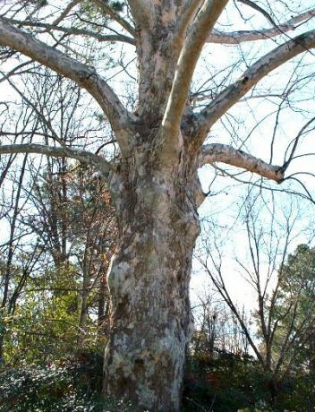 Starý sycamore Bark