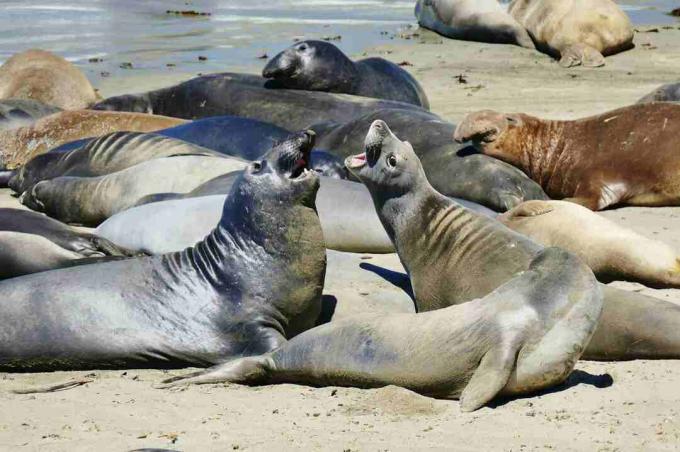 Seal Seal v San Simeon