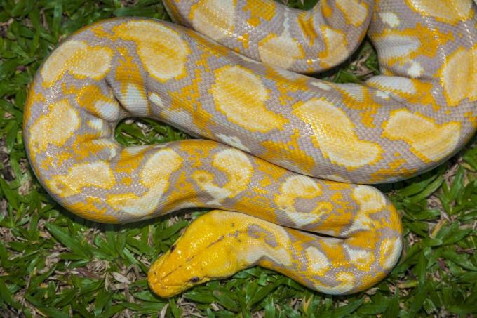 Albino barmský Python