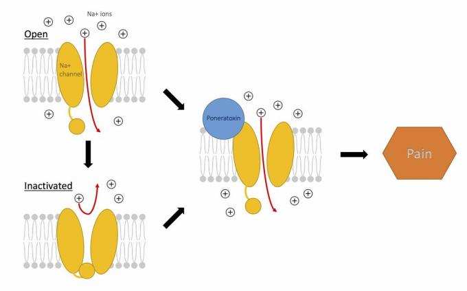 Pôsobenie poneratoxínu na sodíkové kanály na vyvolanie bolesti.