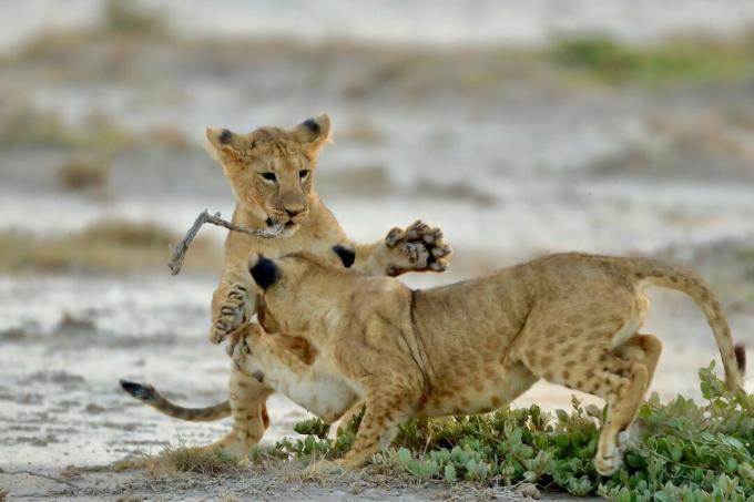 Lion Cubs Hranie na ihrisku