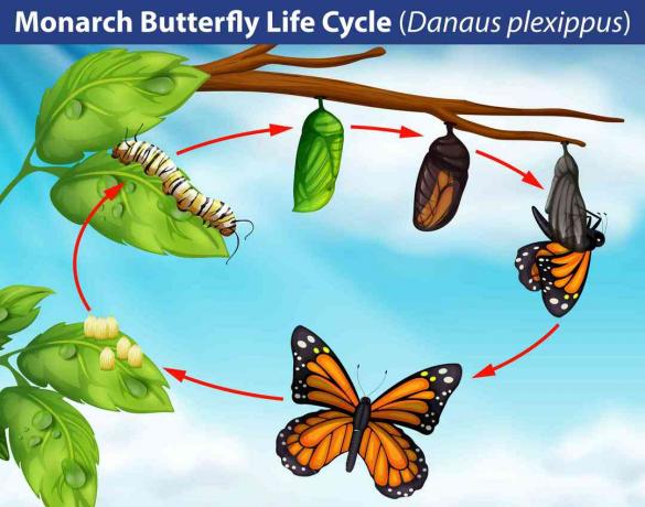 Životný cyklus motýľov Monarch