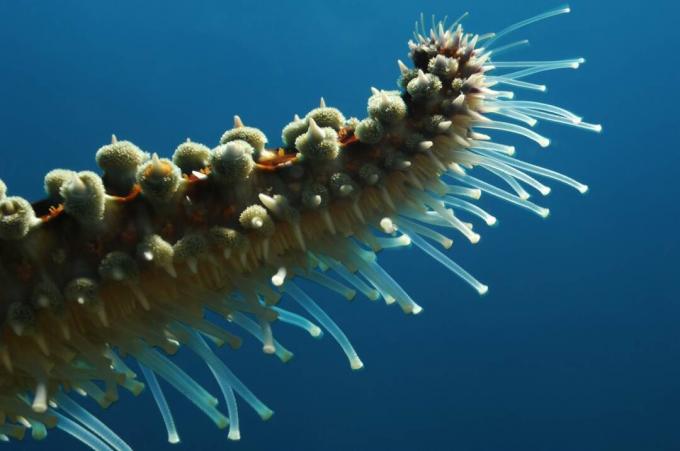 Tube Feet of Spiny Hviezdice / Borut Furlan / Getty Images