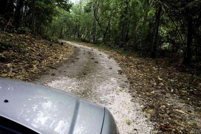 Krabi červené na ich ročnú migráciu