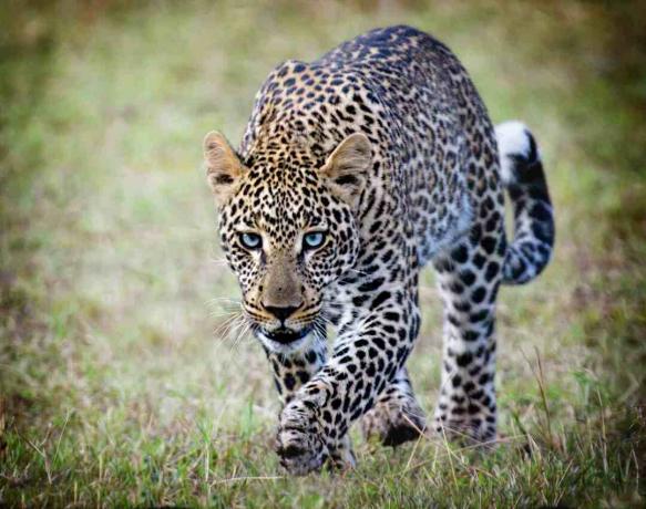 Videli leoparda chôdzu v tráve.