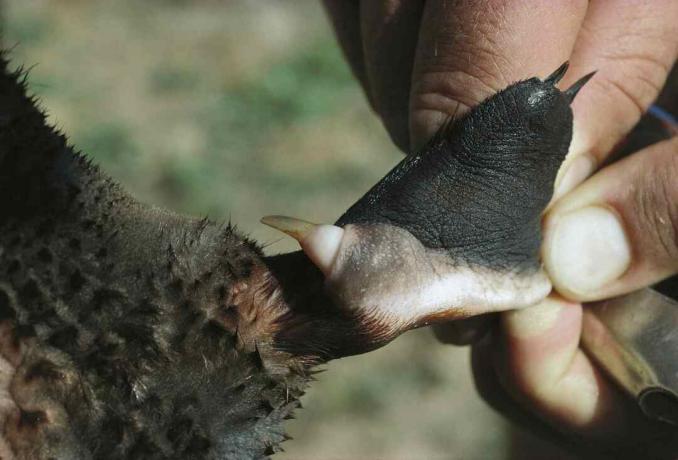 Platypus samec má na zadnej končatine jedovatú ostrohu.