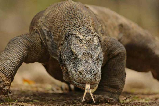 Komodo, drak, literárny opis, zakoncenie up, -, Komodo, island, indonesia