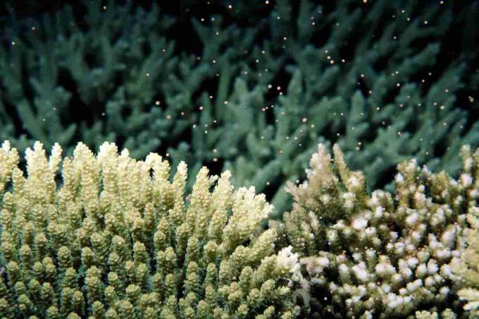 Lunárne kontrolované trenie koralov (Acropora sp.), Pohľad pod vodou