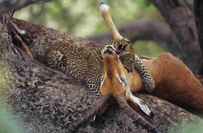 Leopard (Panthera pardus) jesť mršinu na strome, Keňa