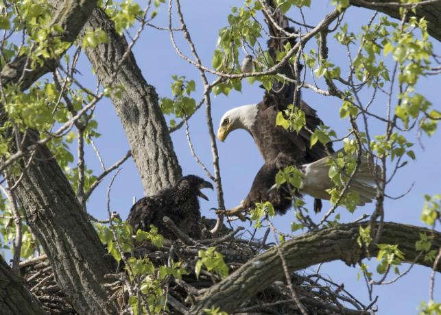 Matka Bald Eagle sa vracia do Baby Eaglet v hniezde