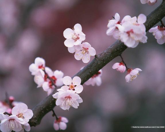 Japonské čerešňové kvety na vetve