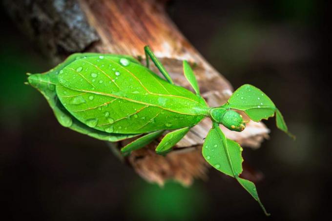 Zelený listový hmyz posadený na vetve.