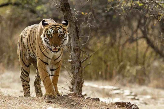 Bengálsky tiger v národnom parku Ranthambhore v Rádžasthane v Indii