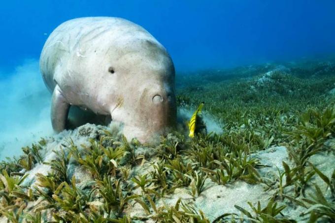 Dugong a čistejšie ryby na morských riasách.