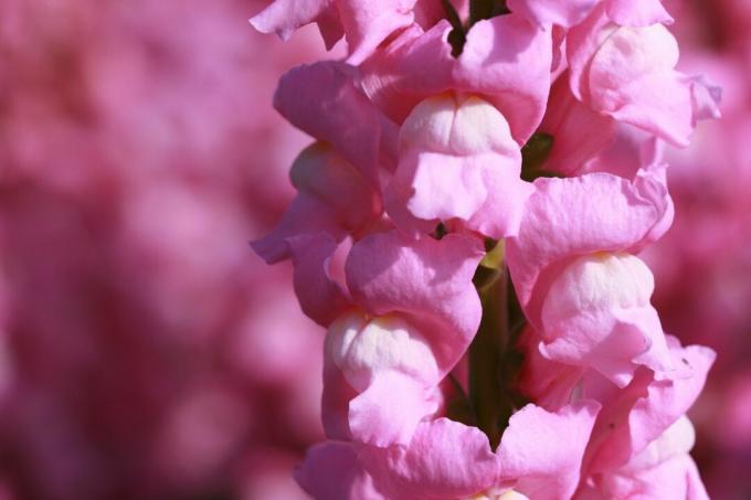 Pink Snapdragons