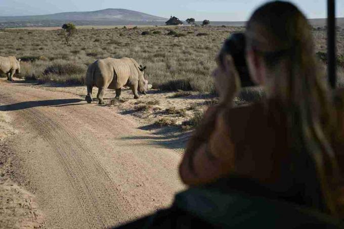 Pár na safari výlet s turistickým sprievodcom, fotografovanie nosorožcov z vozidla 4x4