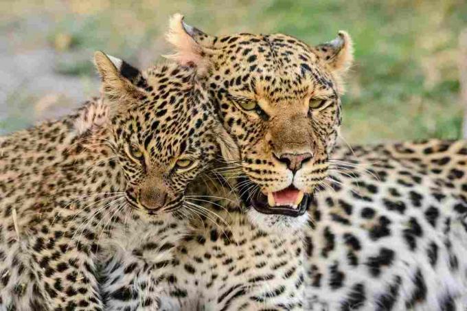 Portrét leoparda s leopardom mláďa, Botswana