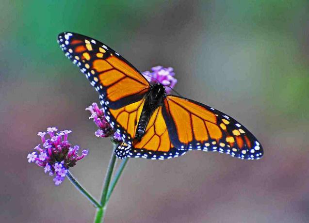 Monarchovia zastavujú nektár pozdĺž migračnej cesty, aby na dlhú zimu získali telesný tuk.