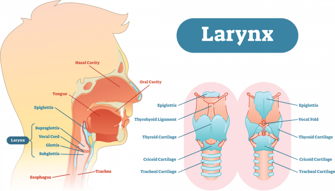 Anatomický vektorové ilustrácie hrtana, vzdelávacie lekárske schéma.