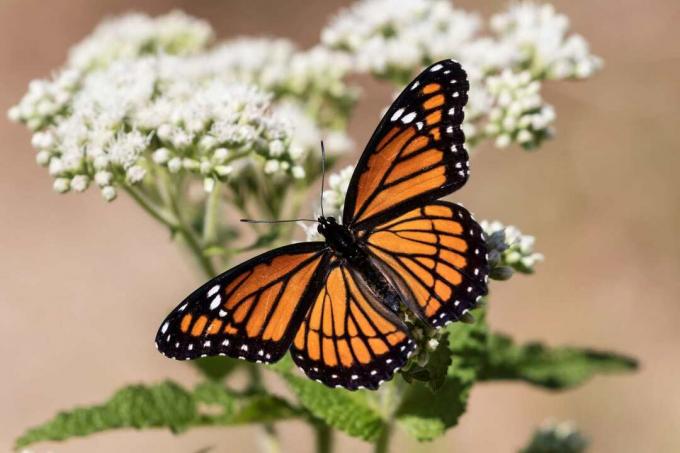 Viceroy motýľ sa zastaví na wildflower a roztiahne krídla.